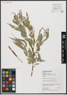 Foto von Salix acmophylla Boiss.